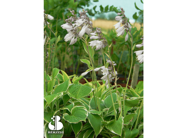 Hosta   'Fringe Benefit'